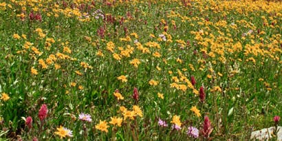 The Blooming West The Blooming West