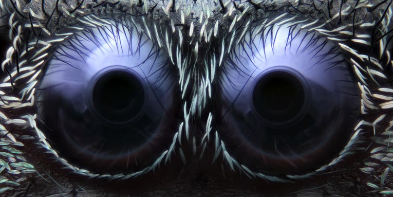 Feast your eyes on the best microscope images of the year Feast your eyes on the best microscope images of the year