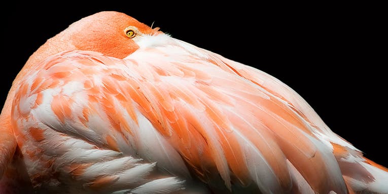 All things avian: Our favorite reader-submitted bird Photos of the Day All things avian: Our favorite reader-submitted bird Photos of the Day