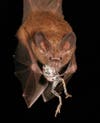 bmc ecology and evolution photo contest fringe-lipped bat