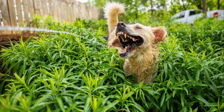 The funniest pet photos of 2021 The funniest pet photos of 2021