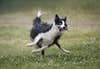 dog running through sprinkler