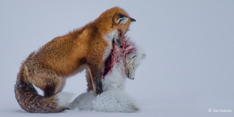 Don Gutoski’s Image of Two Foxes Wins Wildlife Photographer of the Year Prize Don Gutoski’s Image of Two Foxes Wins Wildlife Photographer of the Year Prize