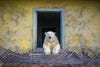 drone photo awards polar bear