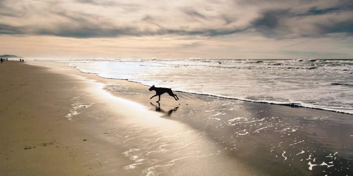 Reader Gallery: 53 Awesome Photos of Dogs Reader Gallery: 53 Awesome Photos of Dogs