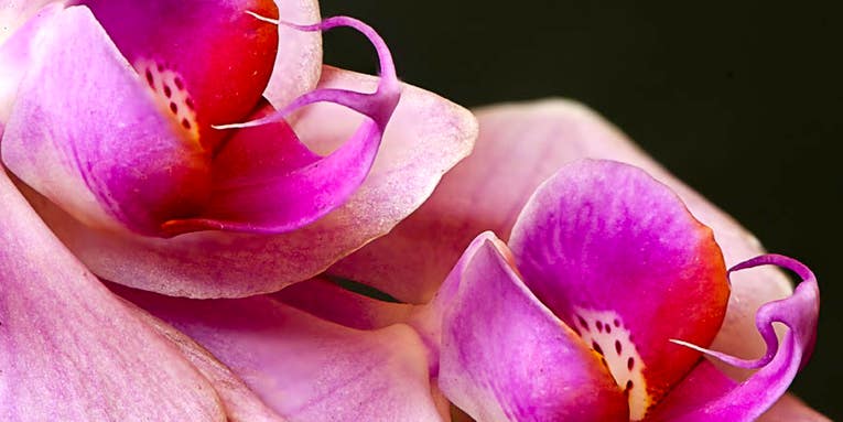 Reader Gallery: 30 Beautiful Close-Up Flower Photos Reader Gallery: 30 Beautiful Close-Up Flower Photos