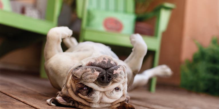 Tips for taking great photos of dogs Tips for taking great photos of dogs