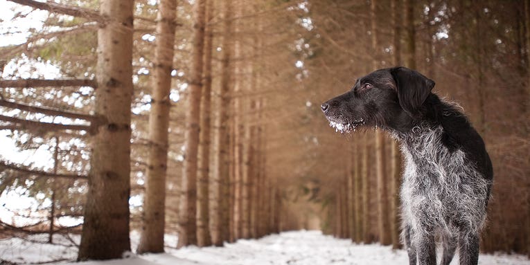 The Dog Portraitist The Dog Portraitist