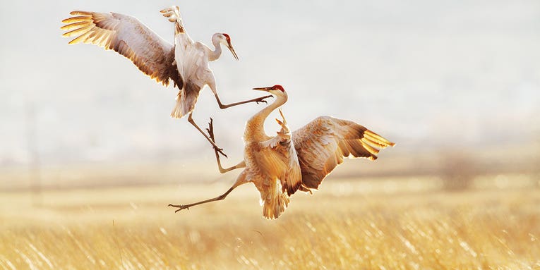The 2015 Audubon Photography Awards Winners Demonstrate the Beauty of Birds The 2015 Audubon Photography Awards Winners Demonstrate the Beauty of Birds