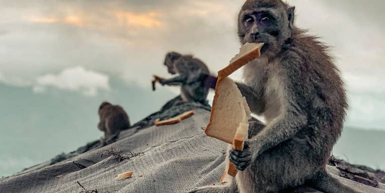 Rats, coyotes, and raccoons, oh my! The year’s best urban wildlife photography Rats, coyotes, and raccoons, oh my! The year’s best urban wildlife photography