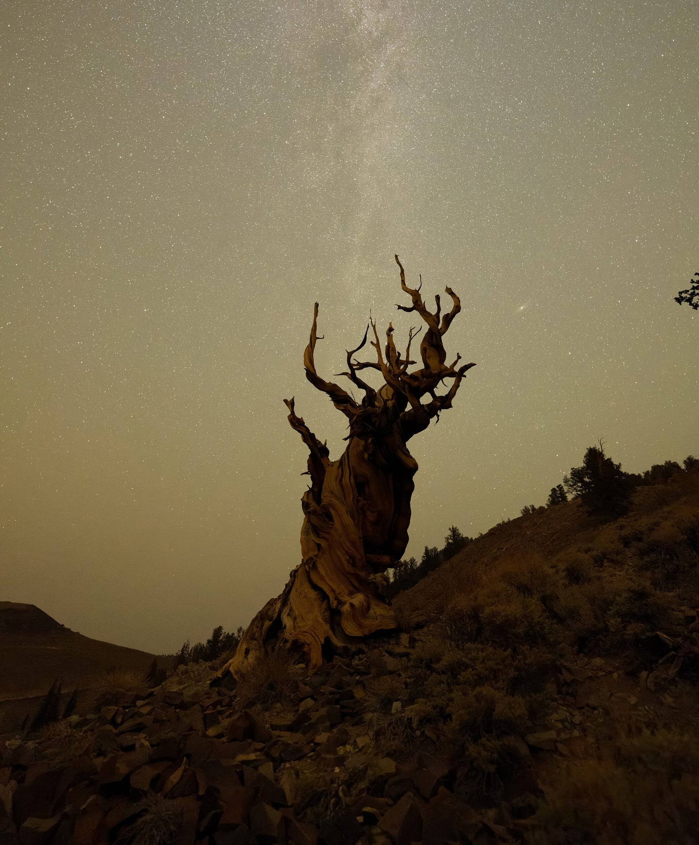 A high ISO photo of a Bristlecone Pine processed through DxO PureRAW 2