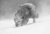 World Nature Photography Awards 2021.