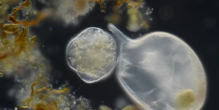 These are the winners of the Nikon Small World video contest These are the winners of the Nikon Small World video contest