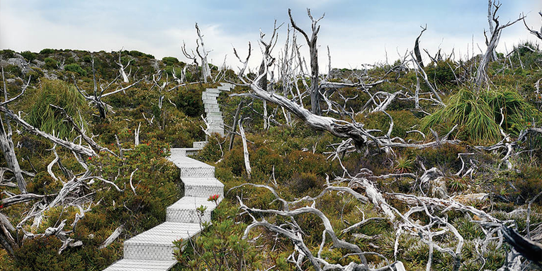 How Rachel Sussman Photographs the World’s Oldest Living Things How Rachel Sussman Photographs the World’s Oldest Living Things
